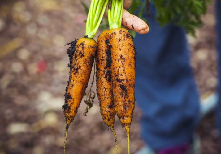 fiche ecojesuit vers une alimentation plus juste 2022